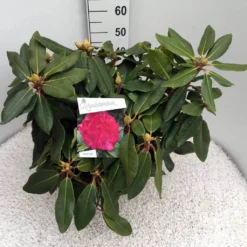 Rhododendron (Rhododendron 'American Beauty') 16 Rhododendron (Rhododendron 'American Beauty') -Tuin Puur Verkoop rho. p. a. beauty c10 50 cm