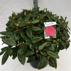 Rhododendron (Rhododendron 'American Beauty') 21 Rhododendron (Rhododendron 'American Beauty') -Tuin Puur Verkoop rho. pierce amercian beauty c40