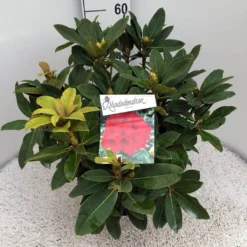 Rhododendron (Rhododendron 'Red Jack') 27 Rhododendron (Rhododendron 'Red Jack') -Tuin Puur Verkoop rho. red jack c10 50 cm