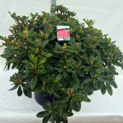 Rhododendron (Rhododendron 'Red Jack') 39 Rhododendron (Rhododendron 'Red Jack') -Tuin Puur Verkoop rho. red jack c80