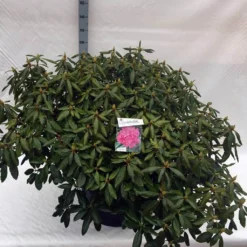 Rhododendron (Rhododendron 'Roseum Elegans') 37 Rhododendron (Rhododendron 'Roseum Elegans') -Tuin Puur Verkoop rho. roseum elegans c80