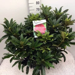 Rhododendron (Rhododendron 'Wilgen's Ruby') -Tuin Puur Verkoop rho. wilgens ruby c20