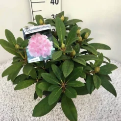 Rhododendron (Rhododendron 'Doc') -Tuin Puur Verkoop rho. y doc c5