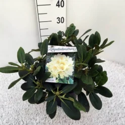 Rhododendron (Rhododendron 'Flava') 9 Rhododendron (Rhododendron 'Flava') -Tuin Puur Verkoop rho. y flava c5