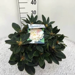 Dwergrhododendron (Rhododendron 'Golden Torch') 23 Dwergrhododendron (Rhododendron 'Golden Torch') -Tuin Puur Verkoop rho. y golden torch c5