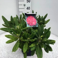 Dwergrhododendron (Rhododendron 'Sweet Sue') 7 Dwergrhododendron (Rhododendron 'Sweet Sue') -Tuin Puur Verkoop rho. y sweet sue c5