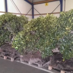 Rhododendron (Rhododendron 'Cunningham White') 37 Rhododendron (Rhododendron 'Cunningham White') -Tuin Puur Verkoop rhodo cun white