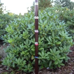 Rhododendron (Rhododendron 'Cunningham White') 39 Rhododendron (Rhododendron 'Cunningham White') -Tuin Puur Verkoop rhodod cun white 1