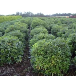 Rhododendron (Rhododendron 'Cunningham White') 38 Rhododendron (Rhododendron 'Cunningham White') -Tuin Puur Verkoop rhodod cun white 2