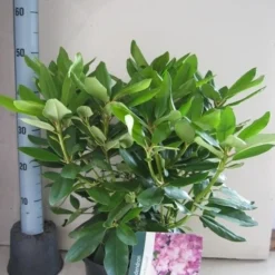 Rhododendron (Rhododendron Catawbiense 'Boursault') 19 Rhododendron (Rhododendron Catawbiense 'Boursault') -Tuin Puur Verkoop rhododendron boursault c5 aug