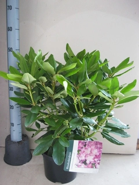 Rhododendron (Rhododendron Catawbiense 'Boursault') 11 Rhododendron (Rhododendron Catawbiense 'Boursault') - Afbeelding 9