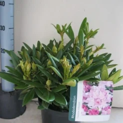 Dwergrhododendron (Rhododendron 'Caroline Allbrook') -Tuin Puur Verkoop rhododendron caroline allbrook c5 aug