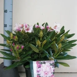 Dwergrhododendron (Rhododendron 'Caroline Allbrook') -Tuin Puur Verkoop rhododendron caroline allbrook c5 sept 1