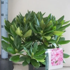 Rhododendron (Rhododendron 'Cosmopolitan') -Tuin Puur Verkoop rhododendron cosmopolotan c5 aug