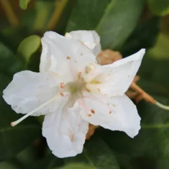 Rhododendron (Rhododendron 'Cunningham White') 23 Rhododendron (Rhododendron 'Cunningham White') -Tuin Puur Verkoop rhododendron cunningham white 2