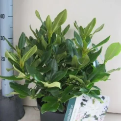 Rhododendron (Rhododendron 'Cunningham White') 35 Rhododendron (Rhododendron 'Cunningham White') -Tuin Puur Verkoop rhododendron cunninghams white c5 aug