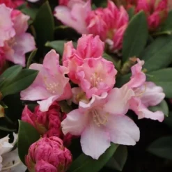 Dwergrhododendron (Rhododendron 'Dreamland') -Tuin Puur Verkoop rhododendron dreamland 4