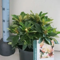 Dwergrhododendron (Rhododendron 'Golden Torch') 16 Dwergrhododendron (Rhododendron 'Golden Torch') -Tuin Puur Verkoop rhododendron golden torch c5 aug