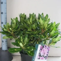 Rhododendron (Rhododendron 'Goldflimmer') 18 Rhododendron (Rhododendron 'Goldflimmer') -Tuin Puur Verkoop rhododendron goldflimmer c5 aug