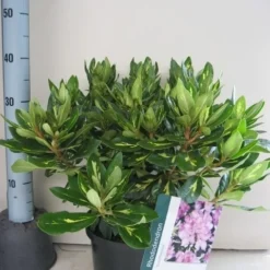 Rhododendron (Rhododendron 'Goldflimmer') 31 Rhododendron (Rhododendron 'Goldflimmer') -Tuin Puur Verkoop rhododendron goldflimmer c5 aug 1