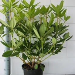 Rhododendron (Rhododendron Catawbiense 'Grandiflorum') 21 Rhododendron (Rhododendron Catawbiense 'Grandiflorum') -Tuin Puur Verkoop rhododendron grandiflorum 50 60 1