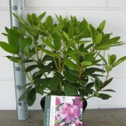 Rhododendron (Rhododendron Catawbiense 'Grandiflorum') 26 Rhododendron (Rhododendron Catawbiense 'Grandiflorum') -Tuin Puur Verkoop rhododendron grandiflorum c5 01 06 2017 kopie 1