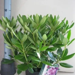 Rhododendron (Rhododendron Catawbiense 'Grandiflorum') 22 Rhododendron (Rhododendron Catawbiense 'Grandiflorum') -Tuin Puur Verkoop rhododendron grandiflorum c5 aug