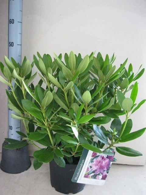 Rhododendron (Rhododendron Catawbiense 'Grandiflorum') 9 Rhododendron (Rhododendron Catawbiense 'Grandiflorum') - Afbeelding 7