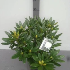 Rhododendron (Rhododendron 'Madame Masson') -Tuin Puur Verkoop rhododendron madame masson