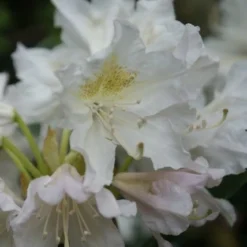 Rhododendron (Rhododendron 'Madame Masson') -Tuin Puur Verkoop rhododendron madame masson 2