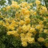 Azalea (Rhododendron 'Mollis' Geel) -Tuin Puur Verkoop rhododendron mollis geel