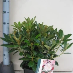 Rhododendron (Rhododendron 'Percy Wiseman') -Tuin Puur Verkoop rhododendron percy wiceman c5 aug