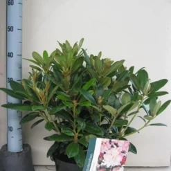 Rhododendron (Rhododendron 'Percy Wiseman') -Tuin Puur Verkoop rhododendron percy wiceman c5 aug 1