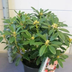 Rhododendron (Rhododendron 'Percy Wiseman') -Tuin Puur Verkoop rhododendron percy wiseman c12 november 1