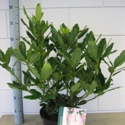 Bosrhododendron (Rhododendron Ponticum 'Roseum') -Tuin Puur Verkoop rhododendron ponticum roseum c5 oktober 1