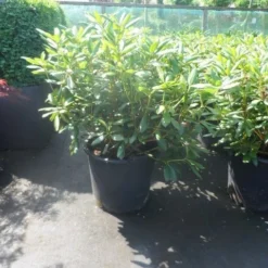 Rhododendron (Rhododendron 'Roseum Elegans') 23 Rhododendron (Rhododendron 'Roseum Elegans') -Tuin Puur Verkoop rhododendron roseum elegans 60 80 cont