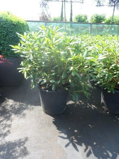 Rhododendron (Rhododendron 'Roseum Elegans') 5 Rhododendron (Rhododendron 'Roseum Elegans') - Afbeelding 3