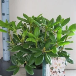 Rhododendron (Rhododendron 'Virginia Richards') 14 Rhododendron (Rhododendron 'Virginia Richards') -Tuin Puur Verkoop rhododendron virginia richards c5 aug