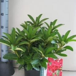 Rhododendron (Rhododendron 'Wilgen's Ruby') -Tuin Puur Verkoop rhododendron wilgens ruby c5 aug 1