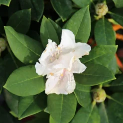 Dwergrhododendron (Rhododendron 'Golden Torch') 18 Dwergrhododendron (Rhododendron 'Golden Torch') -Tuin Puur Verkoop rhododendron y. golden torch 2