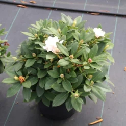 Dwergrhododendron (Rhododendron 'Golden Torch') 19 Dwergrhododendron (Rhododendron 'Golden Torch') -Tuin Puur Verkoop rhododendron y. golden torch 5