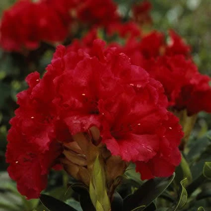 Rhododendron (Rhododendron 'Red Jack') 3 Rhododendron (Rhododendron 'Red Jack')