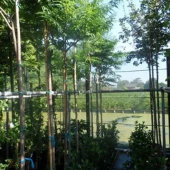 Fluweelboom (Rhus Typhina 'Dissecta' (laciniata)) -Tuin Puur Verkoop rhus typhina dissecta 10 12ho cont. 1