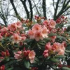 Rhododendron (Rhododendron 'Virginia Richards') -Tuin Puur Verkoop rhvricha 2