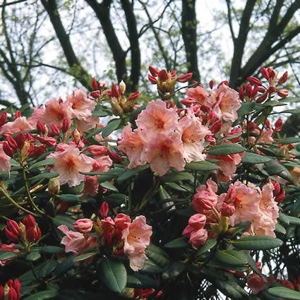 Rhododendron (Rhododendron 'Virginia Richards') 3 Rhododendron (Rhododendron 'Virginia Richards')