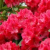 Rhododendron (Rhododendron 'Wilgen's Ruby') -Tuin Puur Verkoop rhwruby 2