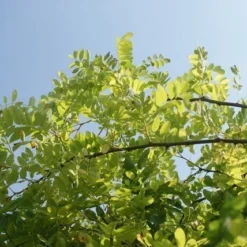 Gele Acacia (Robinia Pseudoacacia 'Frisia') -Tuin Puur Verkoop robinia pseud. frisia 1