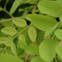 Gele Acacia (Robinia Pseudoacacia 'Frisia') -Tuin Puur Verkoop robinia pseud. frisia 3