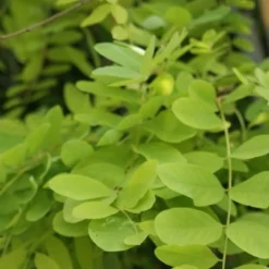 Gele Acacia (Robinia Pseudoacacia 'Frisia') -Tuin Puur Verkoop robinia pseud. frisia 4