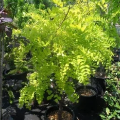 Gele Acacia (Robinia Pseudoacacia 'Frisia') -Tuin Puur Verkoop robinia pseudoacacia frisia 125 150 175 c35